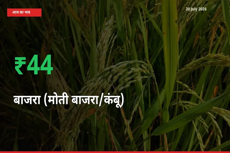 बाज़ार संकेत: बाजरा (मोती बाजरा/कंबू) के भाव मंडी में 43.72% ऊपर