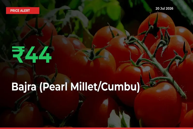 Big Rally! Bajra (Pearl Millet/Cumbu) Climbs 43.72% in 24 Hours at Top Mandis