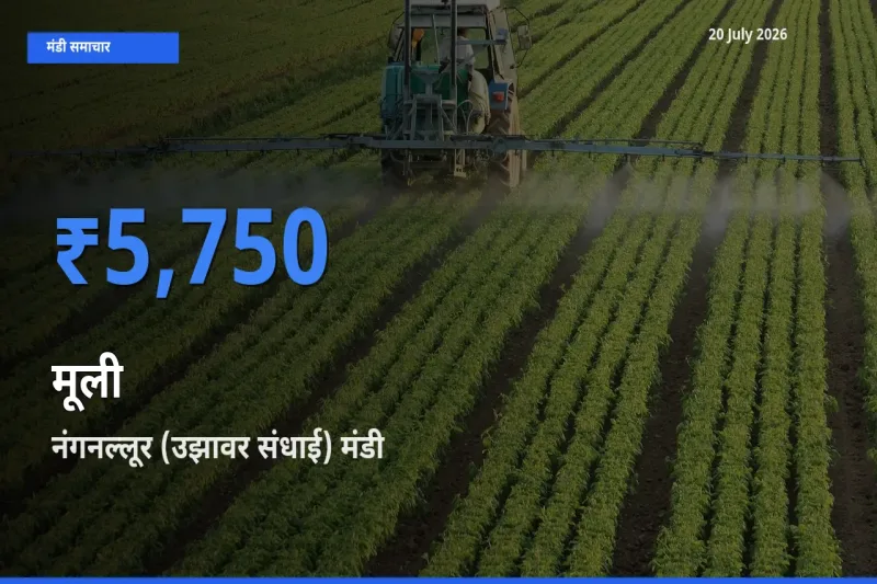 20 July अपडेट: मूली के सबसे ऊँचे दाम नंगनल्लूर (उझावर संधाई) मंडी में