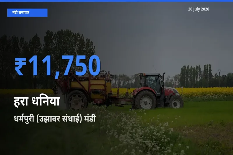 आज का मंडी भाव: हरा धनिया के सबसे ज़्यादा दाम धर्मपुरी (उझावर संधाई) में