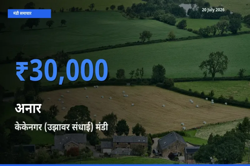 बाज़ार संकेत: केकेनगर (उझावर संधाई) बना अनार के लिए आज की टॉप मंडी