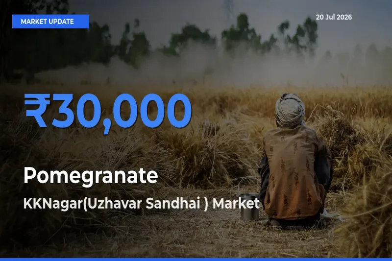 KKNagar(Uzhavar Sandhai ) Tops Pomegranate Rates – July 20 Market Update