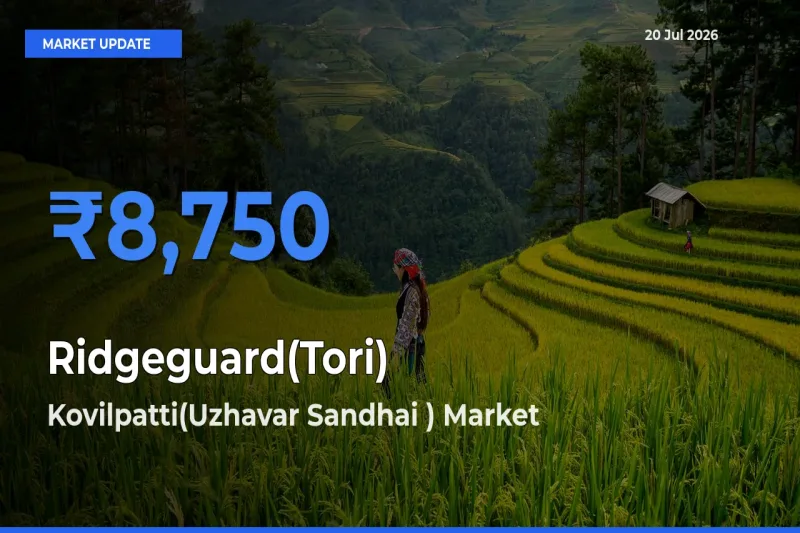 Ridgeguard(Tori) Mandi Rate Today: Kovilpatti(Uzhavar Sandhai ) Tops the List