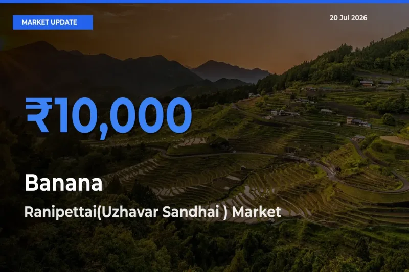 Market Watch: Ranipettai(Uzhavar Sandhai ) Becomes Top Mandi for Banana