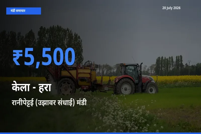 आज का मंडी भाव: केला - हरा के सबसे ज़्यादा दाम रानीपेट्टई (उझावर संधाई) में