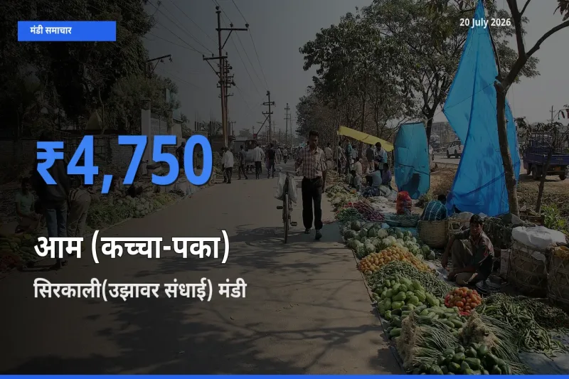 आज आम (कच्चा-पका) के सबसे ऊँचे दाम ₹4,750 सिरकाली(उझावर संधाई) मंडी में