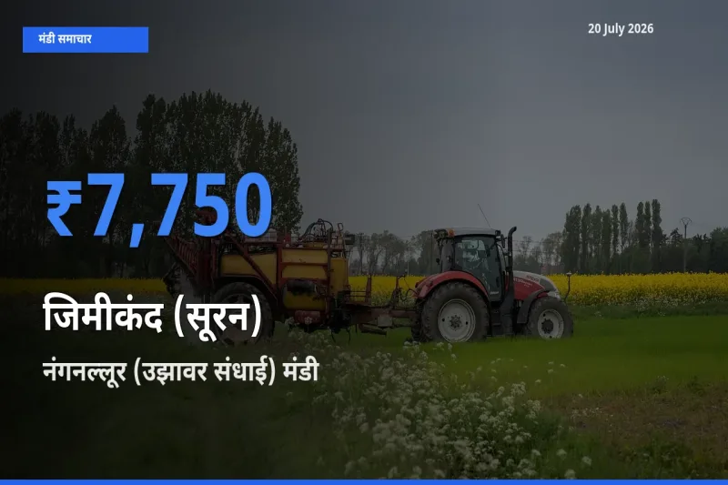 नंगनल्लूर (उझावर संधाई) मंडी में आज जिमीकंद (सूरन) के सबसे ऊँचे दाम दर्ज