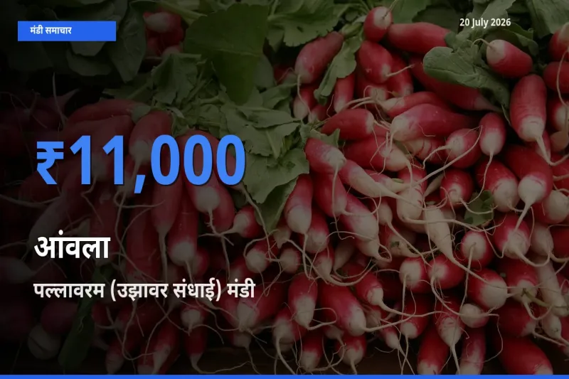 टॉप मंडी बना पल्लावरम (उझावर संधाई)! आंवला के सबसे ऊँचे दाम यहीं दर्ज