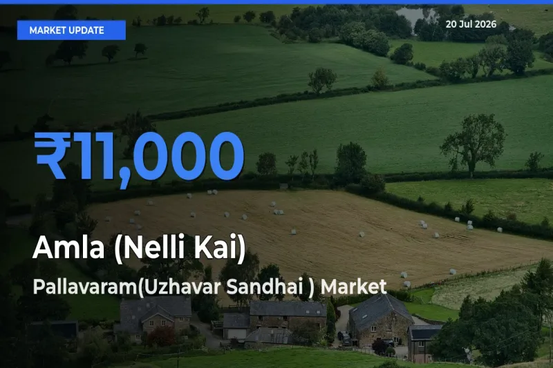 Pallavaram(Uzhavar Sandhai ) Emerges as Top Mandi for Amla (Nelli Kai) Prices Today