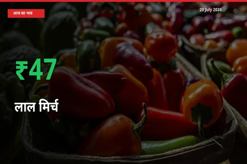 अचानक तेजी! मंडी में लाल मिर्च के दाम 47.05% चढ़े