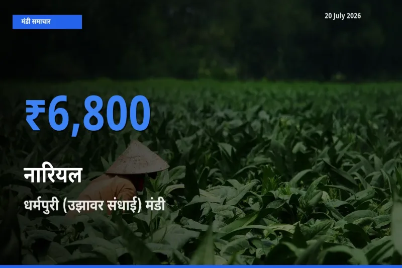 किसानों की पसंद बना धर्मपुरी (उझावर संधाई), नारियल के सबसे अच्छे दाम