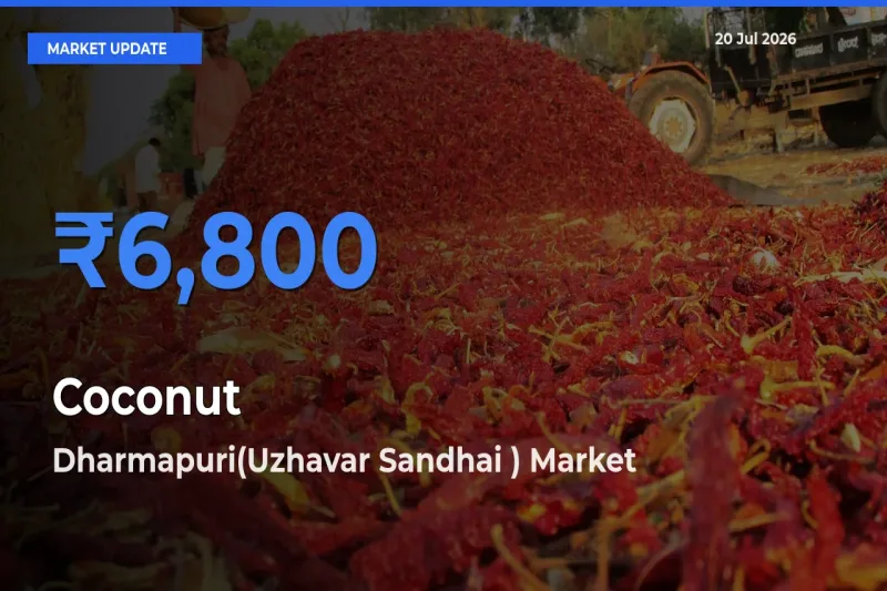 Market Watch: Dharmapuri(Uzhavar Sandhai ) Becomes Top Mandi for Coconut