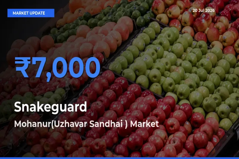 Mohanur(Uzhavar Sandhai ) Offers ₹7,000 – Highest Snakeguard Rate Today