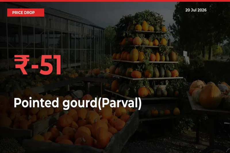 Sharp Fall! Pointed gourd(Parval) Prices Plunge 50.58% in a Day at Key Mandis