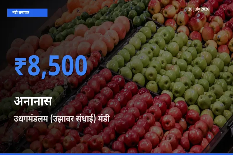 उधगमंडलम (उझावर संधाई) मंडी में आज अनानास के सबसे ऊँचे दाम दर्ज