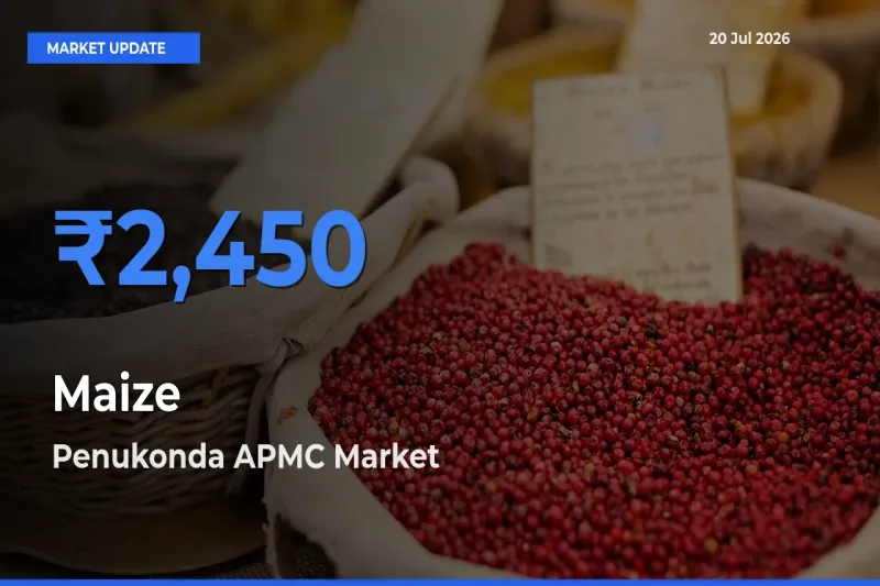 Maize Mandi Rate Today: Penukonda APMC Tops the List