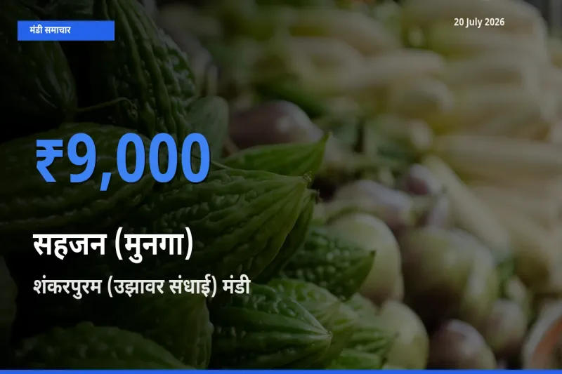 शंकरपुरम (उझावर संधाई) मंडी में आज सहजन (मुनगा) के सबसे ऊँचे दाम दर्ज