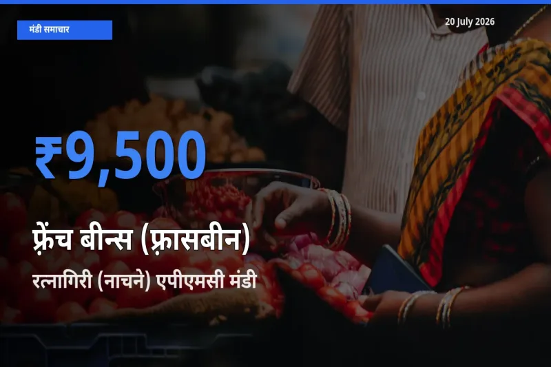टॉप मंडी बना रत्नागिरी (नाचने) एपीएमसी! फ़्रेंच बीन्स (फ़्रासबीन) के सबसे ऊँचे दाम यहीं दर्ज
