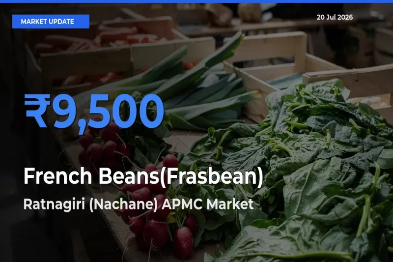 Farmers Prefer Ratnagiri (Nachane) APMC as French Beans(Frasbean) Hits Highest Rate