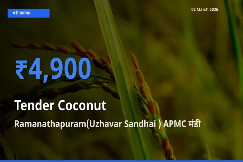 Ramanathapuram(Uzhavar Sandhai ) APMC मंडी में आज Tender Coconut के सबसे ऊँचे दाम दर्ज