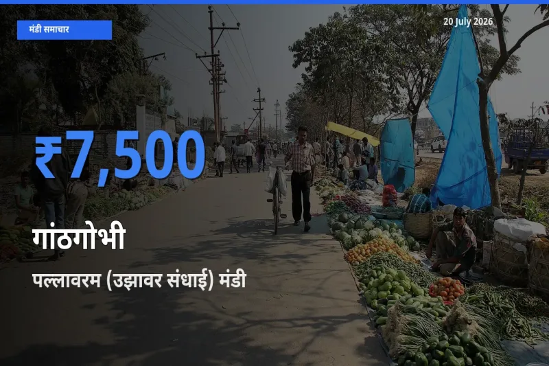 आज का मंडी भाव: गांठगोभी के सबसे ज़्यादा दाम पल्लावरम (उझावर संधाई) में
