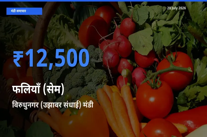 आज फलियाँ (सेम) के सबसे ऊँचे दाम ₹12,500 विरुधुनगर (उझावर संधाई) मंडी में