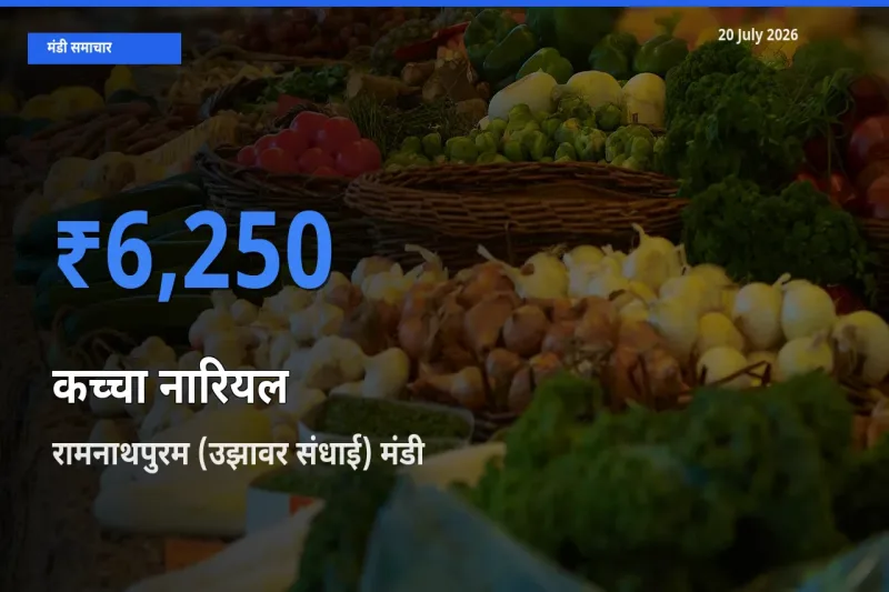 आज का मंडी भाव: कच्चा नारियल के सबसे ज़्यादा दाम रामनाथपुरम (उझावर संधाई) में