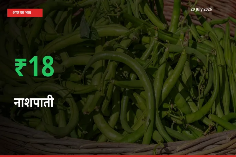 किसानों के लिए खुशखबरी! स्थानीय मंडी में नाशपाती 18.17% उछला