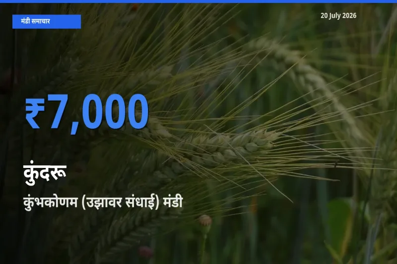 आज का मंडी भाव: कुंदरू के सबसे ज़्यादा दाम कुंभकोणम (उझावर संधाई) में