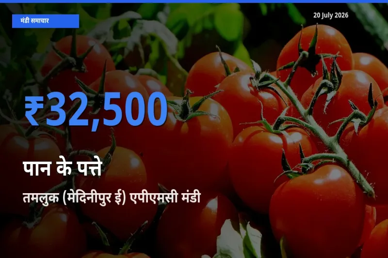 किसानों की पसंद बना तमलुक (मेदिनीपुर ई) एपीएमसी, पान के पत्ते के सबसे अच्छे दाम