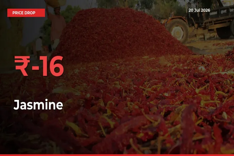 Why Jasmine Prices Fell 15.72% in a Day at Mandis
