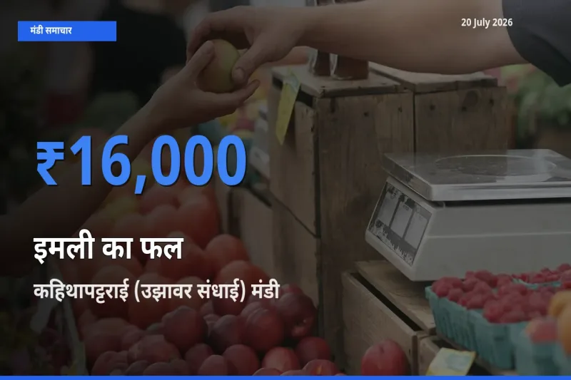 आज का मंडी भाव: इमली का फल के सबसे ज़्यादा दाम कहिथापट्टराई (उझावर संधाई) में
