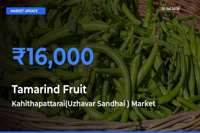 Tamarind Fruit Mandi Rate Today: Kahithapattarai(Uzhavar Sandhai ) Tops the List