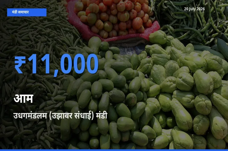 20 July अपडेट: आम के सबसे ऊँचे दाम उधगमंडलम (उझावर संधाई) मंडी में