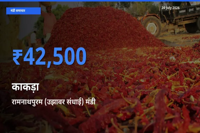 रामनाथपुरम (उझावर संधाई) मंडी में काकड़ा ₹42,500 पर पहुँचा – आज का सर्वोच्च भाव