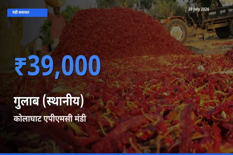 कोलाघाट एपीएमसी में गुलाब (स्थानीय) का आज सबसे ऊँचा भाव