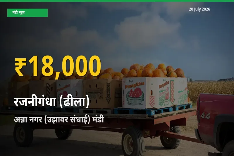 रिकॉर्ड तेज़ी! अन्ना नगर (उझावर संधाई) में रजनीगंधा (ढीला) ₹18,000 पर पहुँचा