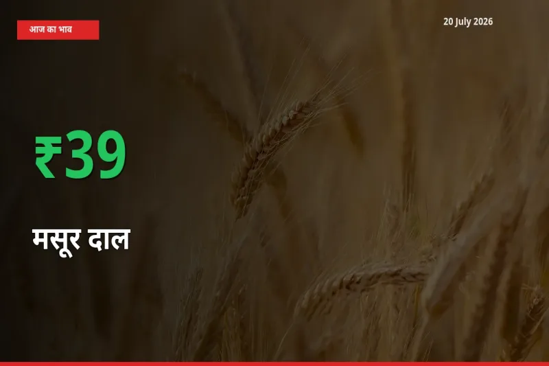 मसूर दाल 38.83% उछला, मंडी