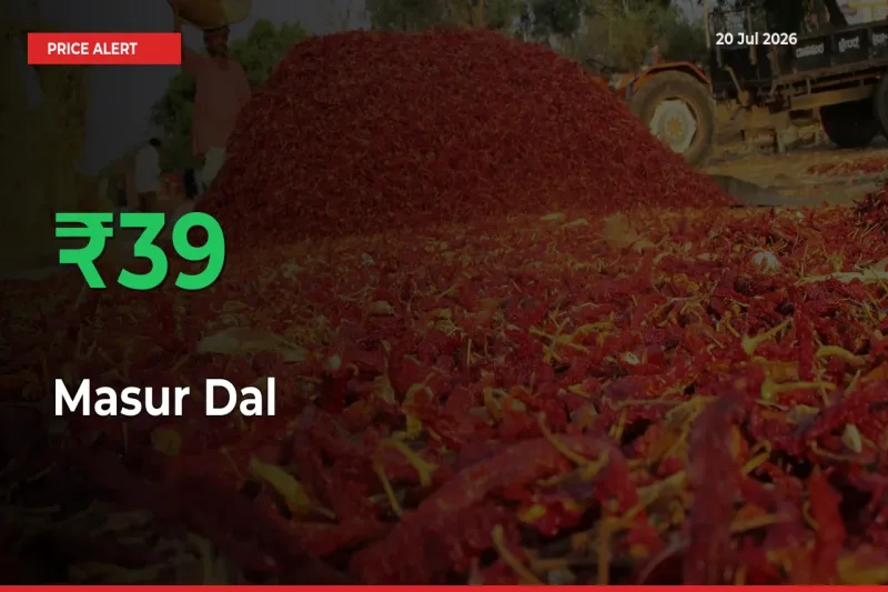 Farmers Cheer as Masur Dal Prices Surge 38.83% in Local Mandis