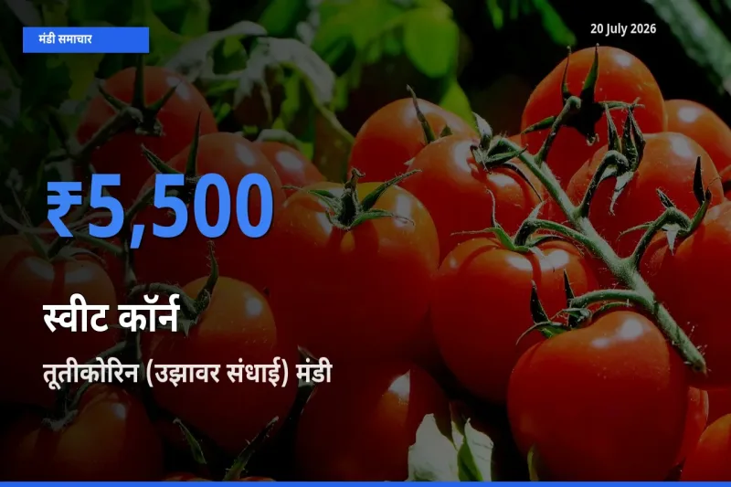 तूतीकोरिन (उझावर संधाई) मंडी में आज स्वीट कॉर्न के सबसे ऊँचे दाम दर्ज