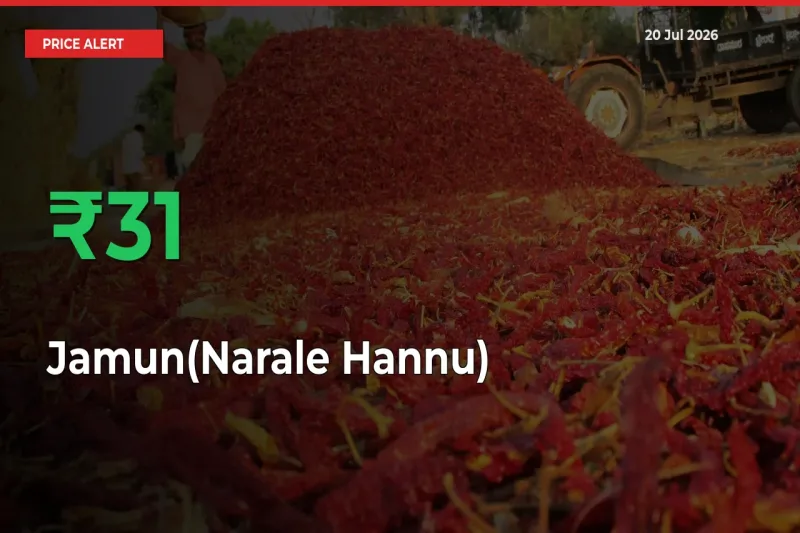 Big Rally! Jamun(Narale Hannu) Climbs 30.56% in 24 Hours at Top Mandis