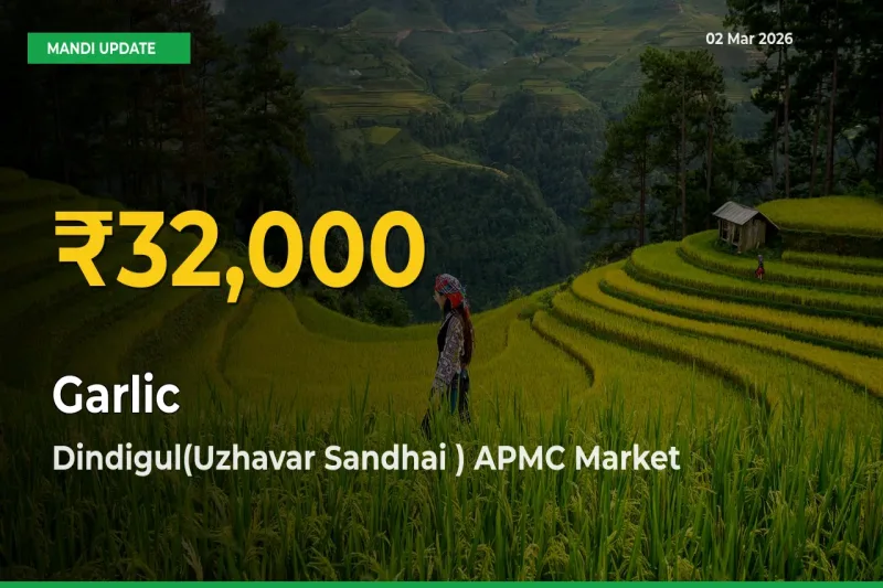 Why Garlic Prices Are Climbing in Dindigul(Uzhavar Sandhai ) APMC – Today’s New High Explained