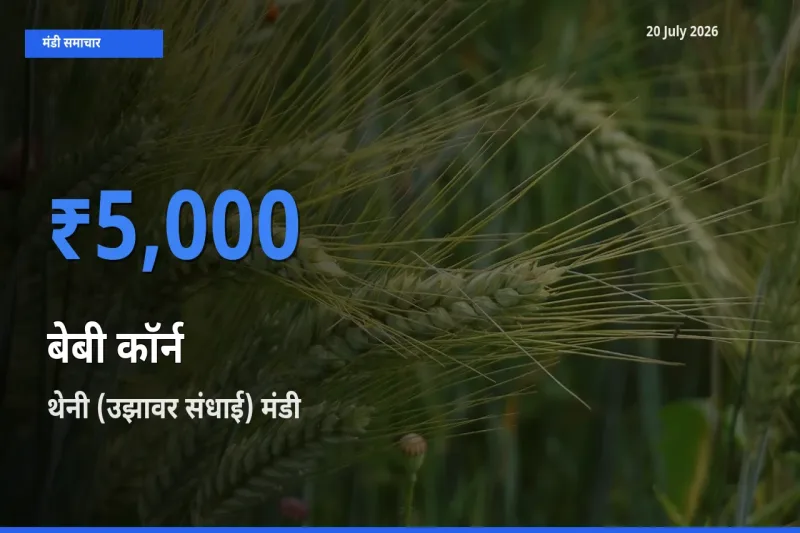 बाज़ार संकेत: थेनी (उझावर संधाई) बना बेबी कॉर्न के लिए आज की टॉप मंडी