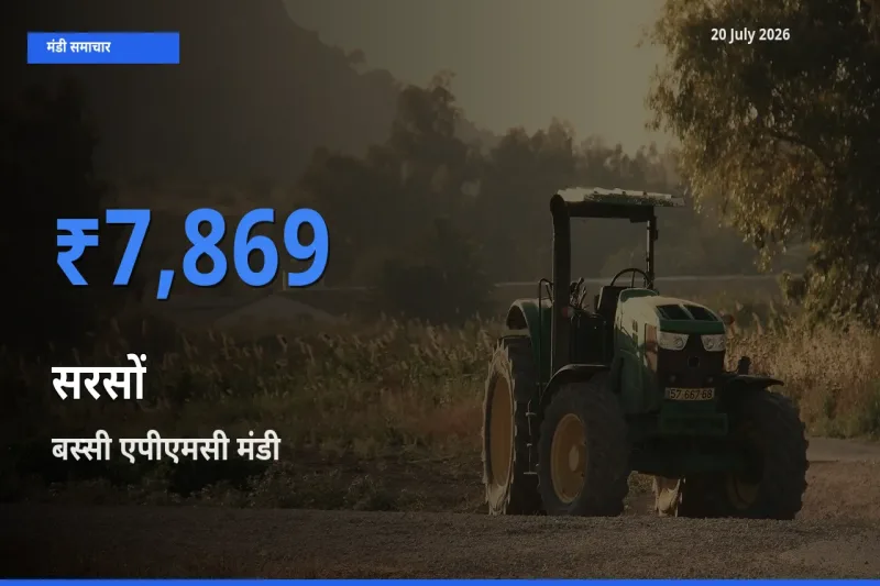 आज का मंडी भाव: सरसों के सबसे ज़्यादा दाम बस्सी एपीएमसी में
