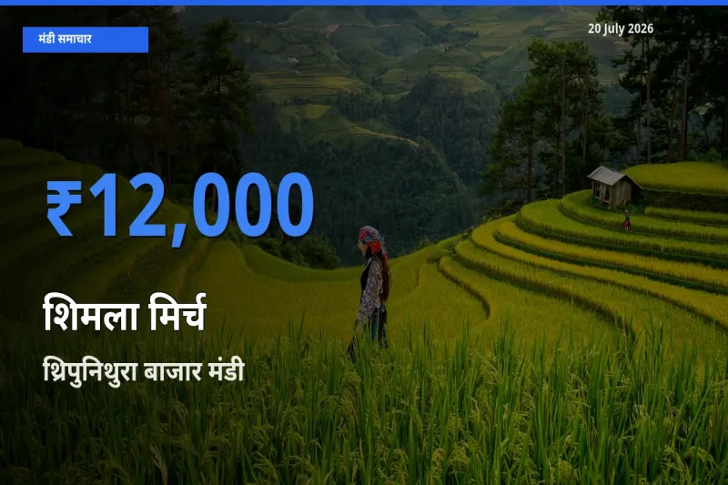 आज शिमला मिर्च के सबसे ज़्यादा दाम थ्रिपुनिथुरा बाजार मंडी में दर्ज