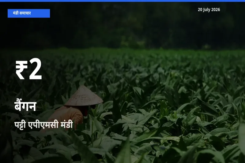 रिकॉर्ड गिरावट नहीं, लेकिन 30 दिन का न्यूनतम! पट्टी एपीएमसी में बैंगन के दाम फिसले