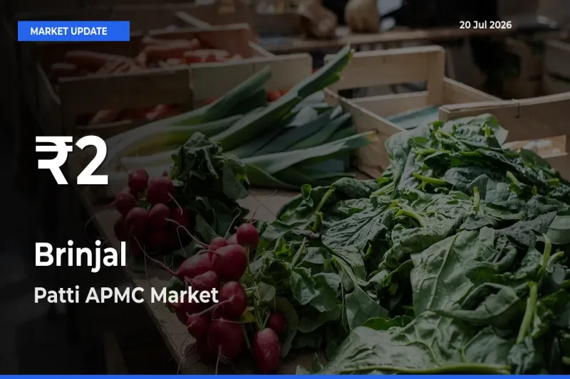 Sharp Fall! Brinjal Prices Drop to 30-Day Low in Patti APMC