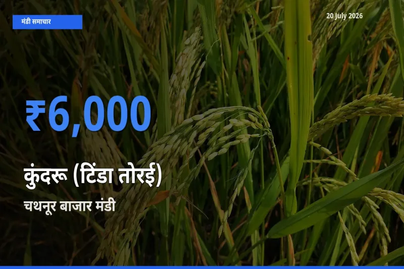 चथनूर बाजार में कुंदरू (टिंडा तोरई) का आज सबसे ऊँचा भाव