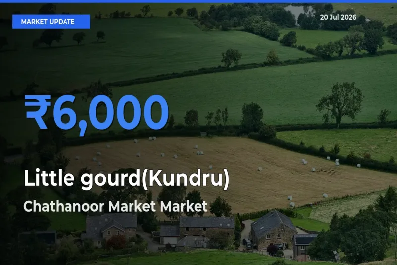 Chathanoor Market Tops Little gourd(Kundru) Mandi Rates Today