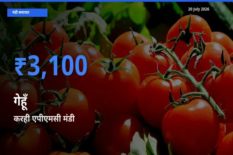 किसानों की पसंद बना करही एपीएमसी, गेहूँ के सबसे अच्छे दाम